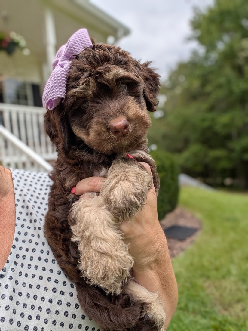 "Tasha" (Pistachio), Bernedoodles